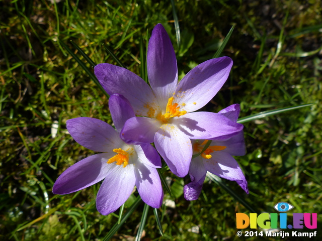 FZ003271 Close up of purple Crocus (Crocus longiflorus)